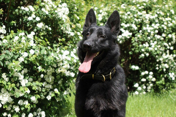 Пес-разведчик Бой покорил сердца украинцев: только взгляните на этого четырехлапого защитника