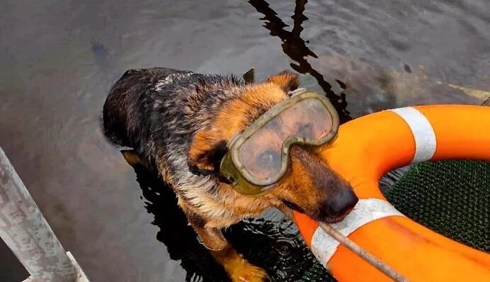 Спасатели ГСЧС познакомили Украину с хвостатой помощницей: собака-водолаз очаровала сеть