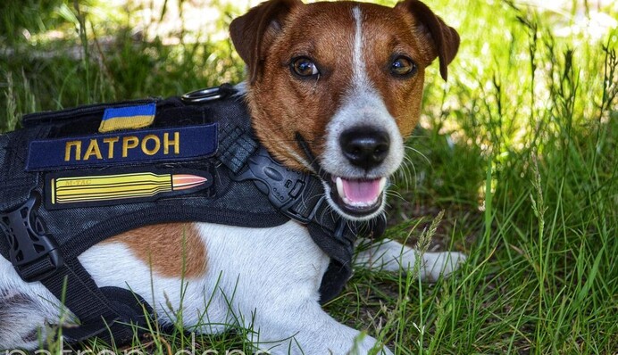 Пес Патрон отримав нагороду Каннського кінофестивалю, і тепер чекає на вітання від кота Степана