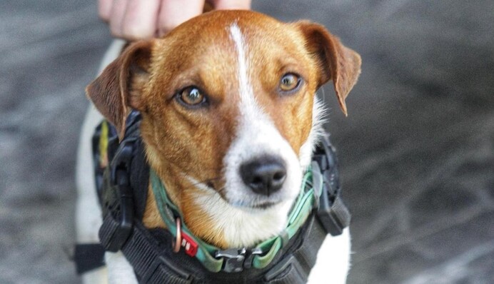 В этот раз уже не спал: пес Патрон поучаствовал в совещании по разминированию