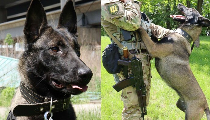 Освоила несколько боевых специальностей: защитники Украины показали овчарку-разведчицу Жасмин
