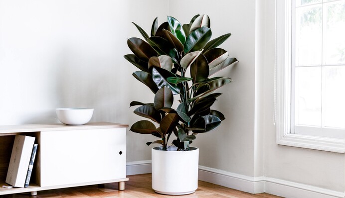 Как размножать фикус в домашних условиях: 3 простых способа от опытных цветоводов