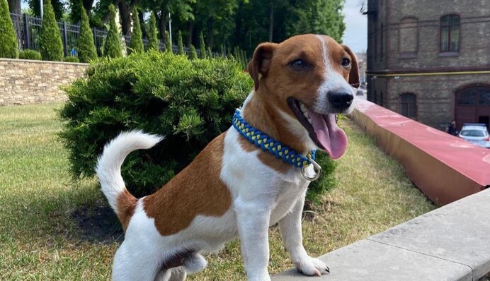 Самый известный пес-сапер в мире: Антон Птушкин выпустил видео о храбром малыше Патроне