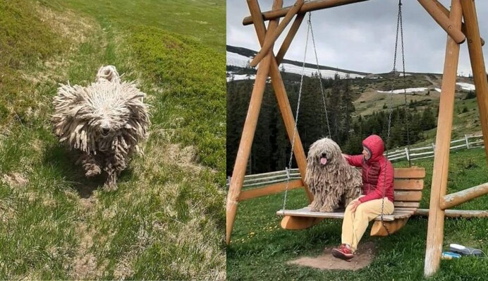 Не овечка, а дуже серйозний пес: рятувальники Закарпаття показали милого кудлатого помічника
