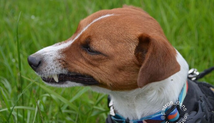 Не давал согласия на использование моего образа: пес Патрон отреагировал на мультик о псевдосапере