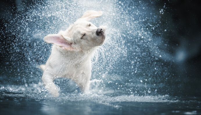 Як охолодити собаку в спекотний день: 7 порад, щоб тварина не перегрілася