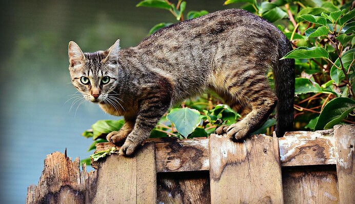 Як відлякати котів із ділянки, щоб не псували грядки: 5 перевірених способів