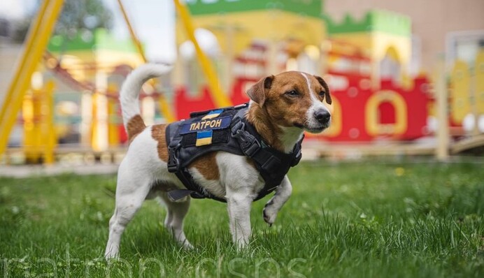 Пес Патрон получил новую награду и посвятил ее всем служебным собакам Украины