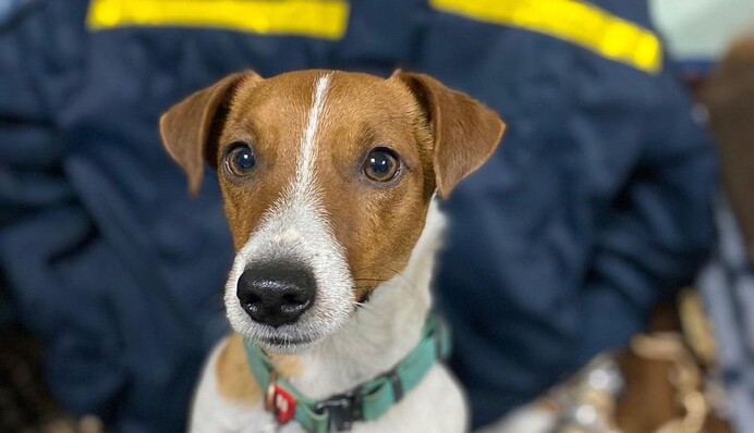 Он супергерой: пес Патрон поздравил своего хозяина с профессиональным праздником