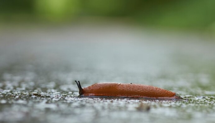 Чего боятся слизни на огороде и как их вывести с участка: 9 действенных методов