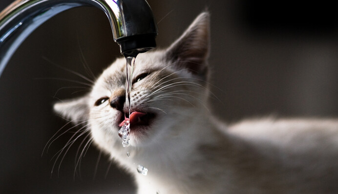 Как помочь коту в жару, чтобы он не перегрелся: 7 важных советов