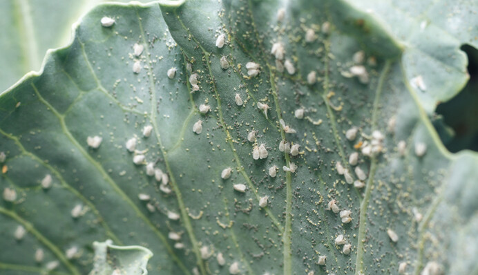 Как избавиться от белокрылки на капусте народными средствами: 5 лучших вариантов