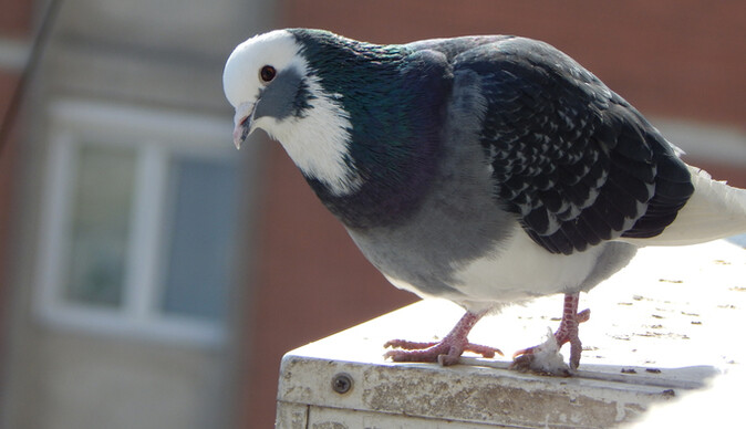 Як захистити кондиціонер від голубів: 4 способи відігнати птахів від своїх вікон