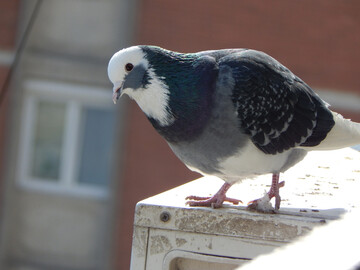 Як захистити кондиціонер від голубів: 4 способи відігнати птахів від своїх вікон