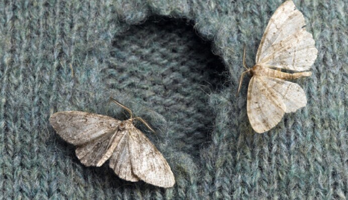 Чого боїться міль у одязі та як її вивести: 7 ефективних методів