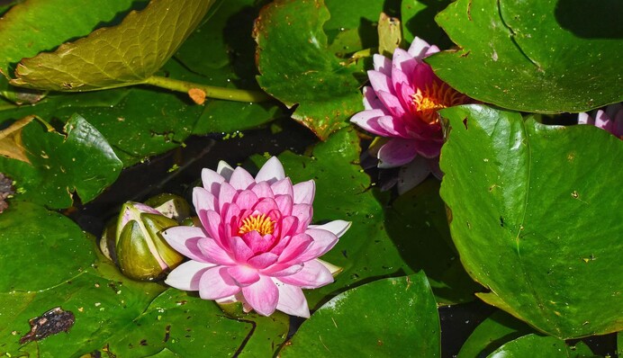 Топ-5 рослин, які допомагають передбачити погоду: придивіться до них уважніше