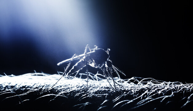 Как сделать простую ловушку для комаров, если нет фумигатора: попробуйте этот способ