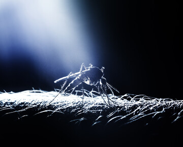 Як зробити просту пастку для комарів, якщо немає фумігатора: спробуйте цей спосіб