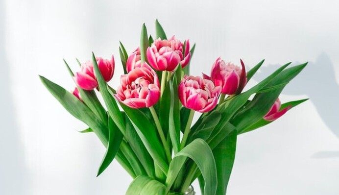 Что делать, чтобы цветы в вазе стояли дольше: 6 простых способов сохранить их свежесть