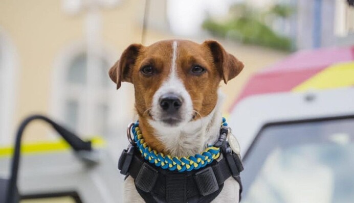 Найщасливіший пес: Патрон у свій день народження порадував українців смішними фото