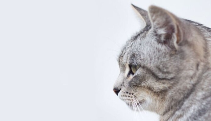 Тризуб на голові з народження: українські волонтери показали справжнього кота-патріота