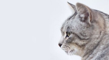 Трезубец на голове с рождения: украинские волонтеры показали настоящего кота-патриота