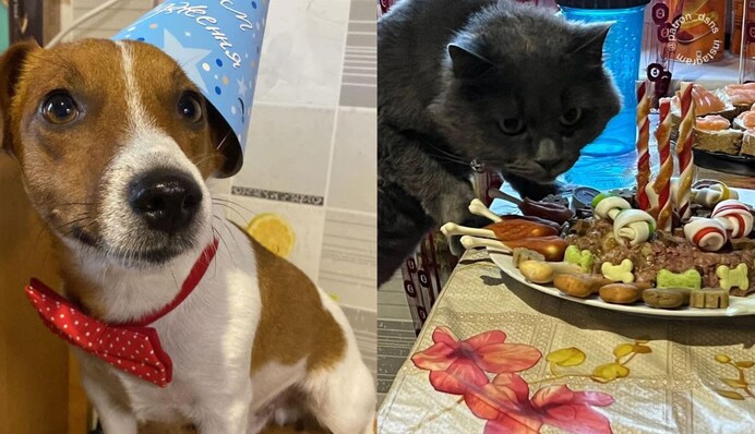 Вечеринка с котом: владельцы пса Патрона показали веселые фото празднования его дня рождения