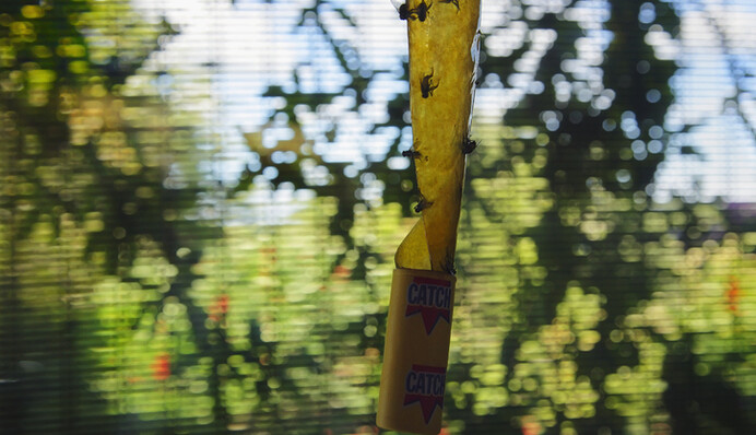 Какие запахи отпугивают мух и как избавиться от них в помещении