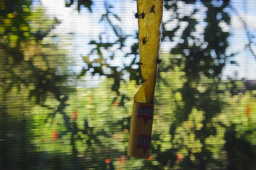 Які запахи відлякують мух та як позбутися їх у приміщенні