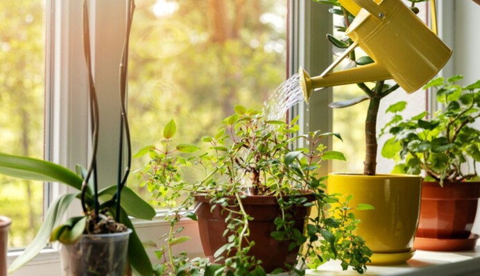 Топ-10 кімнатних рослин, які потребують мінімум догляду і прикрасять будь-яку оселю