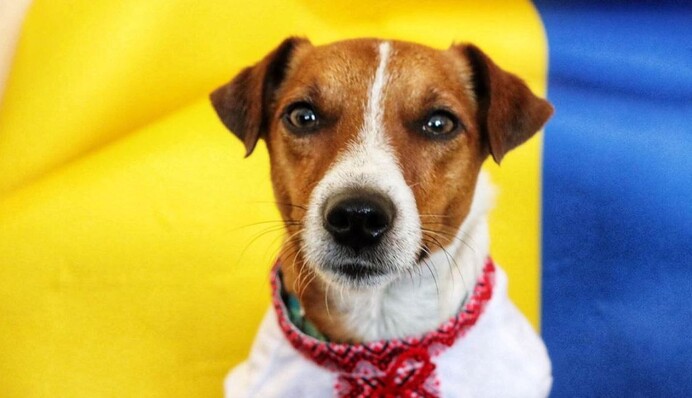 Пес Патрон в патриотическом наряде поздравил украинцев с Днем Государственности: фото маленького героя