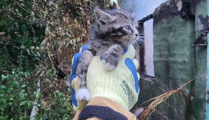 Сидів під дахом палаючого будинку. Вогнеборці показали зворушливі фото врятованого кошеняти