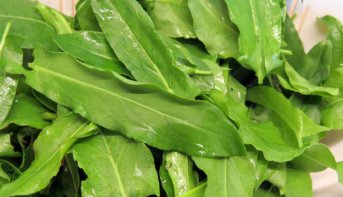 Как сохранить щавель на зиму, чтобы был как свежий: самые простые способы