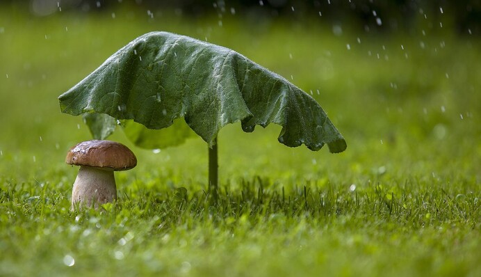 Ні дня без грози: в Україні буде мокрий тиждень
