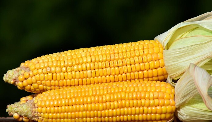Як заготувати на зиму солодку кукурудзу: найкращі способи в качанах та зернах