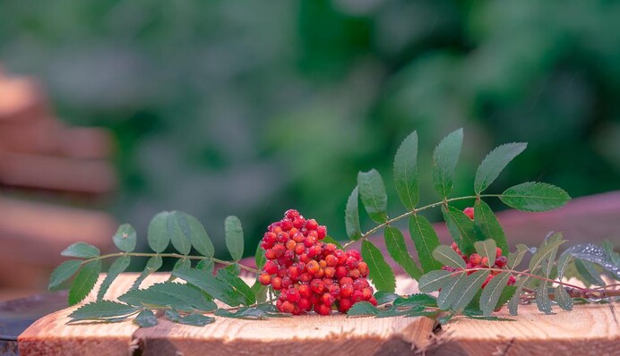 Як захистити врожай у підвалі за допомогою горобини та папороті