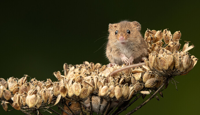 Миша у бліндажі: мережу зворушило фото кумедної інструкції від українських військових
