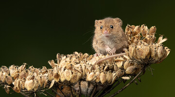 Мышь в блиндаже: сеть тронуло фото забавной инструкции от украинских военных