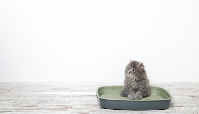 Як швидко привчити кошеня до лотка: корисні поради та лайфхаки