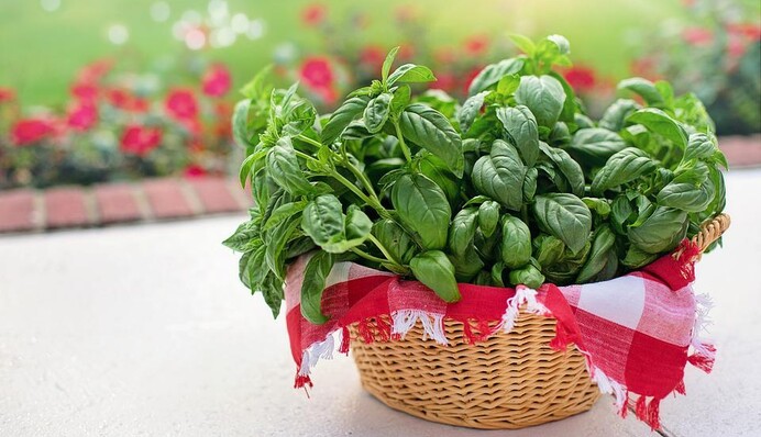 Як зберегти базилік на зиму, щоб не втратив смак та аромат: найпростіші способи