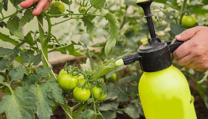 Як врятувати помідори після дощу: 6 доступних варіантів для обприскування