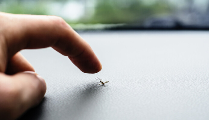 Як відлякати комарів на відкритому повітрі: простий лайфхак з кавовою гущею