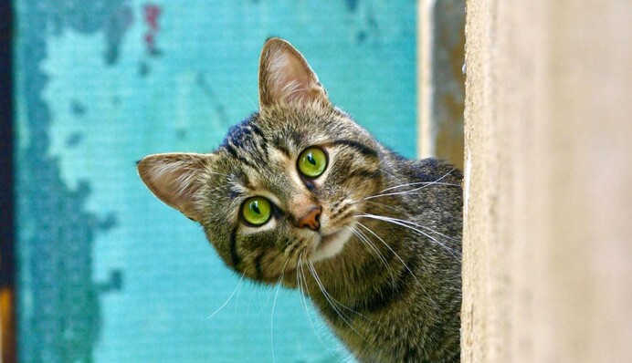 Кіт в Одесі перетворив російський танк на туалет: смішне відео стало хітом