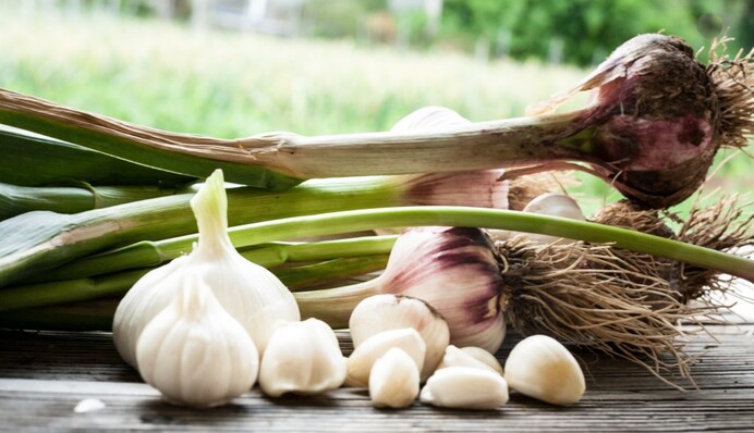 Не варто так робити. Найбільша помилка у зберіганні часнику, через яку він швидко псується