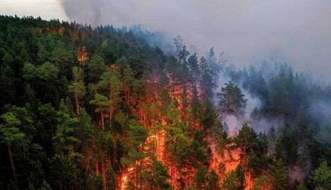 Убийство природы: что устроила российская армия на Черниговщине