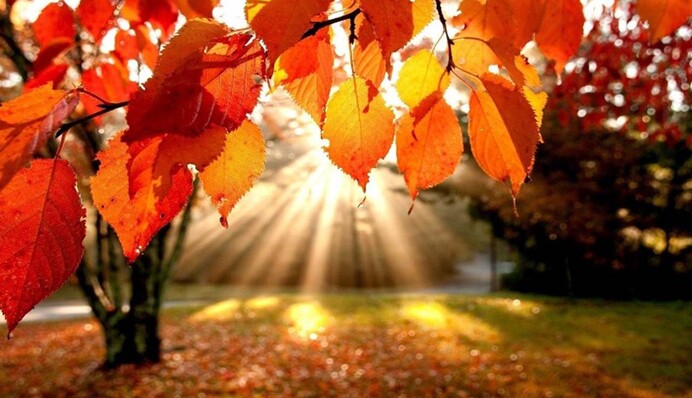 Продовження літа та сніг у жовтні: синоптики дали прогноз на осінь у столиці