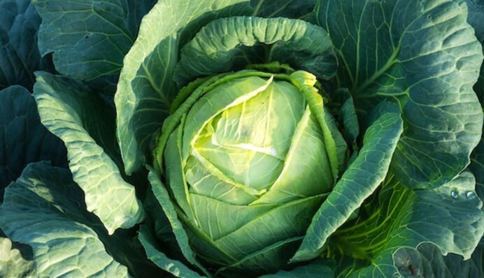 Как быстро избавиться от слизней на капусте: народное средство с нашатырным спиртом