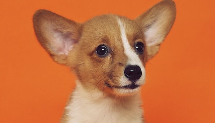 Солдат Шкода копає бліндаж. У мережі показали, як маленький пес допомагає українським захисникам