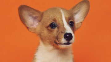 Солдат Шкода копає бліндаж. У мережі показали, як маленький пес допомагає українським захисникам