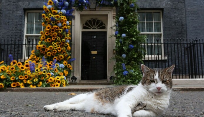 Я не кот Бориса Джонсона: главный мышелов Правительства Британии остался в резиденции премьера